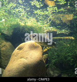 La trota marrone (Salmo trutta fario) Foto Stock