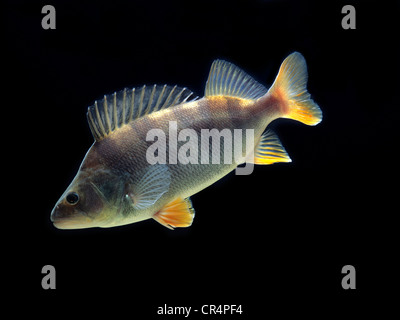 Unione pesce persico (Perca fluviatilis) Foto Stock