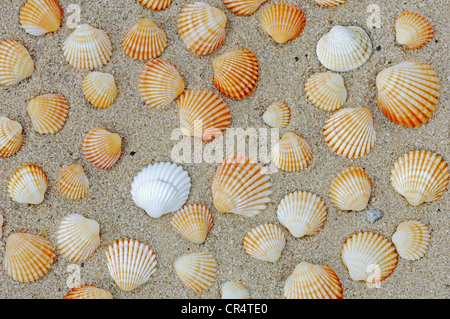 Politica europea comune in materia di arricciatura (Cerastoderma edule, Cardium edule) gusci su una spiaggia, nei Paesi Bassi, in Europa Foto Stock