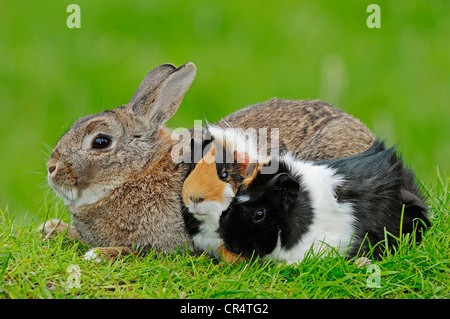 Coniglio nano (oryctolagus cuniculus forma domestica) e due cavie (cavia porcellus) Foto Stock