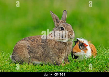 Coniglio nano (oryctolagus cuniculus forma domestica) e di cavia (cavia porcellus) Foto Stock