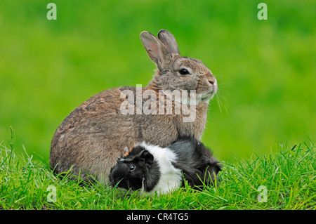 Coniglio nano (oryctolagus cuniculus forma domestica) e di cavia (cavia porcellus) Foto Stock