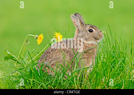 Coniglio nano (oryctolagus cuniculus forma domestica) Foto Stock