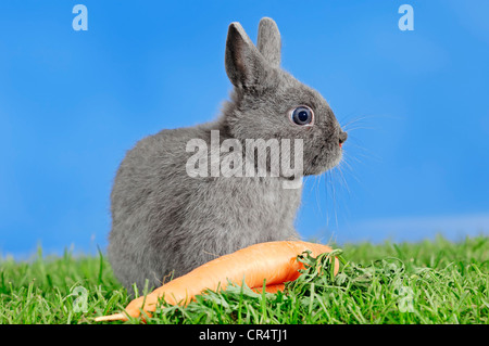 Tassa di giovani de Marbourg coniglio nano (oryctolagus cuniculus forma domestica) con una carota Foto Stock