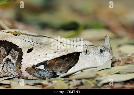 West African Gaboon Viper o Gaboon sommatore (Bitis gabonica rinoceronte), ritratto, il serpente velenoso, nativo per l'Africa occidentale Foto Stock
