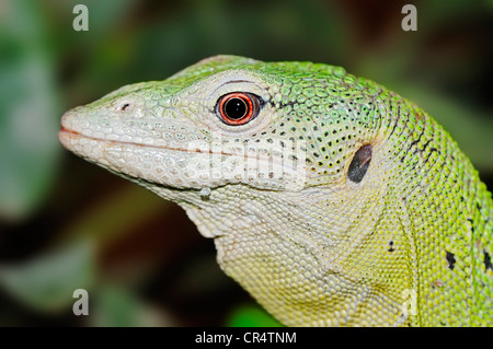 Albero verde Monitor o albero di smeraldo Monitor (Varanus prasinus), ritratto, nativo di Nuova Guinea, in cattività Foto Stock