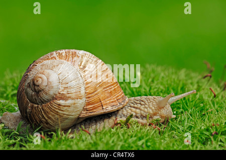 La Borgogna lumaca o Lumache commestibili (Helix pomatia), Renania settentrionale-Vestfalia, Germania, Europa Foto Stock