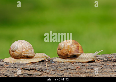 La Borgogna lumache o Lumache commestibili (Helix pomatia), Renania settentrionale-Vestfalia, Germania, Europa Foto Stock