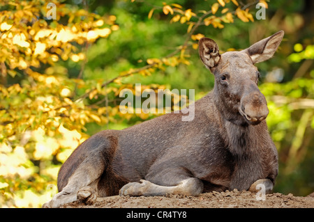 Eurasian Elk (Alces alces alces), mucca in autunno, in cattività, Renania settentrionale-Vestfalia, Germania, Europa Foto Stock