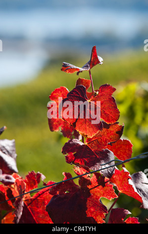 Le foglie di vite in autunno colori, vigneto, Rheingau, Hesse, Germania, Europa Foto Stock