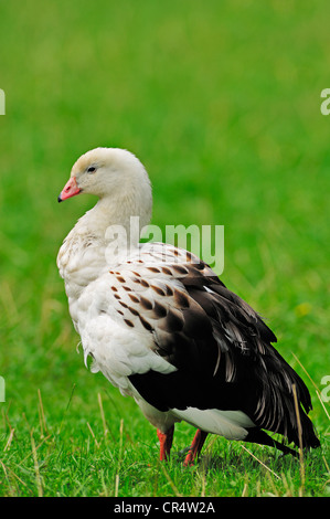 Oca andina (Chloephaga melanoptera), originario del Sud America, in cattività, Germania, Europa Foto Stock