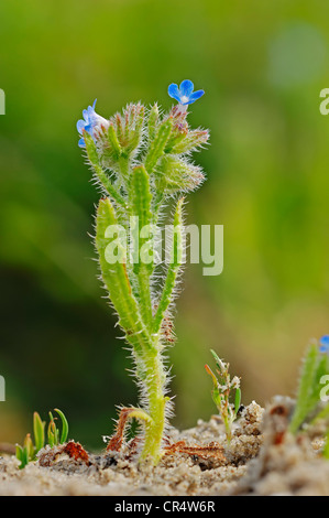 Blue Scorpion-erba o duro dimenticare-me-non (Myosotis stricta), Texel, Paesi Bassi, Europa Foto Stock