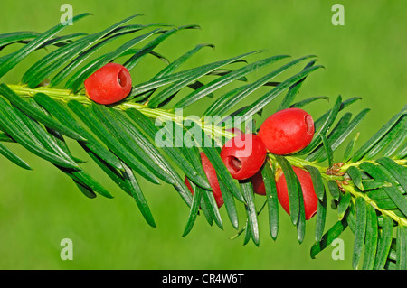 Unione Yew (Taxus baccata) ramoscello con frutti, Renania settentrionale-Vestfalia, Germania, Europa Foto Stock