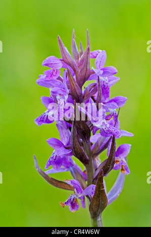 Di latifoglie orchidea palustre (Dactylorhiza majalis), Renania settentrionale-Vestfalia, Germania, Europa Foto Stock