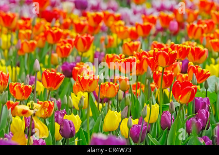 I tulipani (Tulipa sp.) Foto Stock