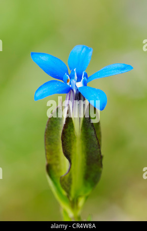 Snow Genziana o Alpine gentian (Gentiana nivalis) fiore, Parco Nazionale di Berchtesgaden, Baviera, Germania, Europa Foto Stock