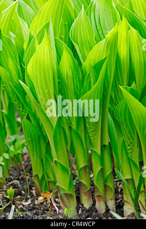 Giglio di giorno, Piantaggine lily (Hosta cultivar), foglie in primavera Foto Stock