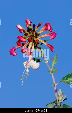 Caprifoglio comune, europea caprifoglio o Woodbine (Lonicera periclymenum), Renania settentrionale-Vestfalia, Germania, Europa Foto Stock