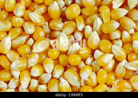 Il Mais, mais (Zea mays) Foto Stock