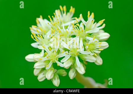 Riflessi stonecrop (Sedum rupestre, Petrosedum rupestre, Sedum reflexum), Provenza, Francia Meridionale, Europa Foto Stock