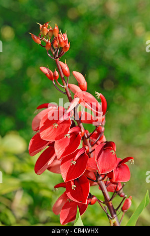 Cockspur CORAL TREE (Erythrina crestato-galli), originario del Sud America Foto Stock