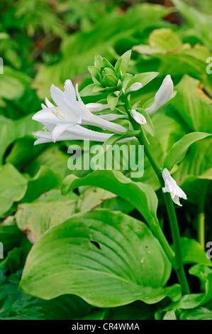 Hosta (Hosta cultivar) Foto Stock