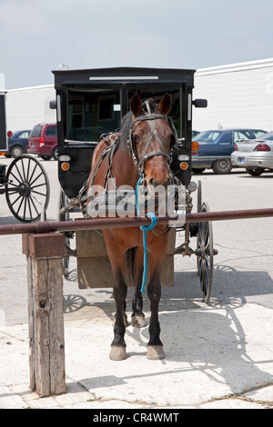 Amish Buggies vicino Shipshewana, Indiana, STATI UNITI D'AMERICA Foto Stock