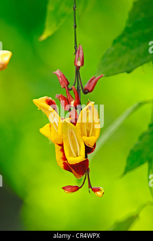 Orologio indiano di vite (Thunbergia mysorensis), fiori, nativo di India Foto Stock