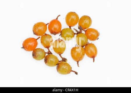 Mare comune-frangola (Hippophae rhamnoides nota), frutta, Renania settentrionale-Vestfalia, Germania, Europa Foto Stock