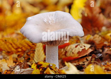 Legno Blewit o la levetta blu Fungo (Lepista nuda), Renania settentrionale-Vestfalia, Germania, Europa Foto Stock