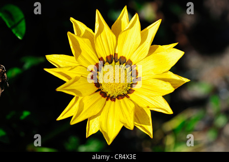 Gazania Gazania (ibrido), fioritura Foto Stock