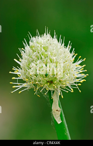 Cipolla verde (Allium fistulosum, Allium altaicum, Allium ceratophyllum, Cepa sissilis, Cepa ventricosa), fioritura Foto Stock