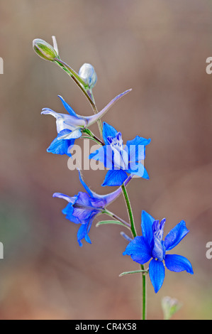 Dubbio cavaliere del sperone, razzo larkspur (Consolida ajacis, Delphinium ajacis, Consolida ambigua), Provence-Alpes-Côte d'Azur Foto Stock