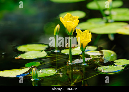 Orlata di acqua-lily, giallo floating-cuore, acqua frangia (Nymphoides peltata), Bassa Sassonia, Germania, Europa Foto Stock
