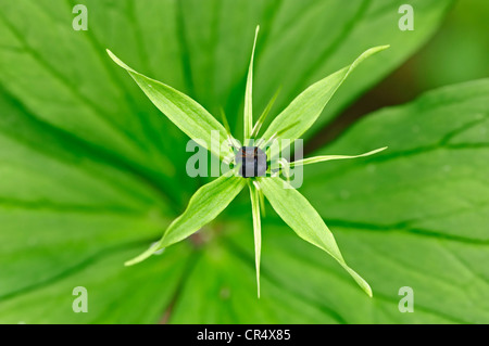 Herb Paris, a vero amante di nodo (Paris quadrifolia), il Parco Nazionale di Berchtesgaden, Baviera, Germania, Europa Foto Stock