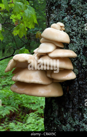 La molla nuova crescita del fungo ripiano su albero, Northern Michigan STATI UNITI Foto Stock