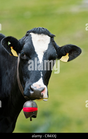 Mucca indossando una mucca campana, ritratto, alp, Averstal valle del cantone dei Grigioni, Svizzera, Europa Foto Stock