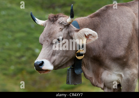 Mucca indossando una mucca campana, su un alp, Averstal valle del cantone dei Grigioni, Svizzera, Europa Foto Stock
