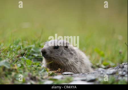 La marmotta, alpine marmotta (Marmota marmota) seduta accanto alla sua tana, Averstal valle del cantone dei Grigioni, Svizzera, Europa Foto Stock