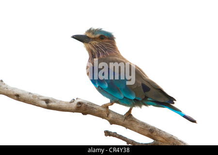 Rullo indiano (coracias benghalensis), Yala West (Ruhuna) Parco Nazionale, Sri Lanka Foto Stock