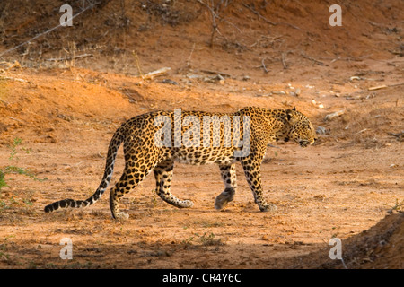 Leopard (panthera pardus kotiya), Yala West (Ruhuna) Parco Nazionale, Sri Lanka Foto Stock