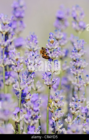 Il miele delle api (Apis mellifera) sulla LAVANDA (Lavandula angustifolia), Vaucluse, Provence-Alpes-Côte d'Azur, in Francia meridionale, Francia Foto Stock