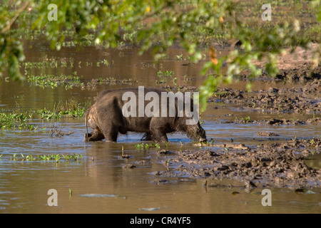 Il cinghiale (Sus scrofa) e capretti coccodrillo al bordo dell'acqua, Yala West (Ruhuna) Parco Nazionale, Sri Lanka Foto Stock