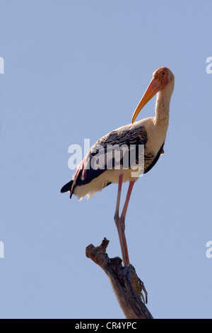 Dipinto di Stork (Mycteria leucocephala), Yala West (Ruhuna) Parco Nazionale, Sri Lanka Foto Stock