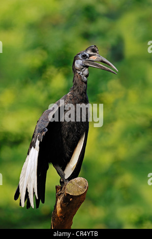 Massa abissino Hornbill o massa del Nord Hornbill (Bucorvus abyssinicus), femmina, specie africane, captive, Repubblica Ceca Foto Stock