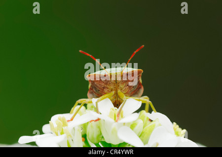 Comune di schermo verde Bug (Palomena prasina), Renania settentrionale-Vestfalia, Germania, Europa Foto Stock