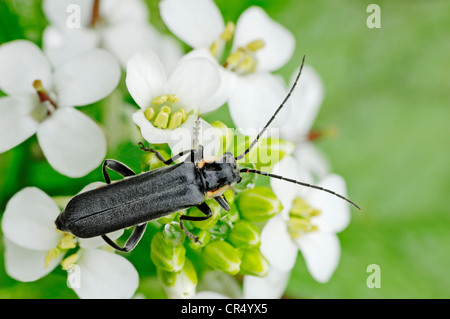 Oak soldato Beetle (Cantharis obscura), Renania settentrionale-Vestfalia, Germania, Europa Foto Stock