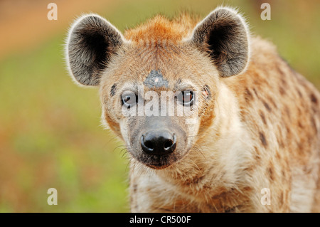 Spotted Hyaena o ridere Iena (Crocuta crocuta), nativo di Africa, in cattività, Repubblica Ceca, Europa Foto Stock