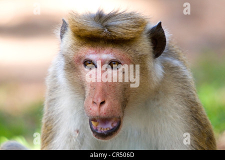 Toque maschio macaco scimmia (macaca sinica), Yala West (Ruhuna) Parco Nazionale, Sri Lanka Foto Stock