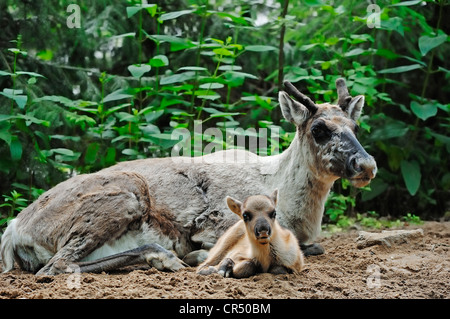 Foresta finlandese renne (Rangifer tarandus fennicus), femmina con giovani, captive, Repubblica Ceca, Europa Foto Stock